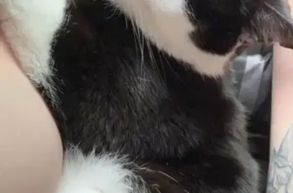 Lost Tuxedo Cat: Help Find Nepune in Clarksville
