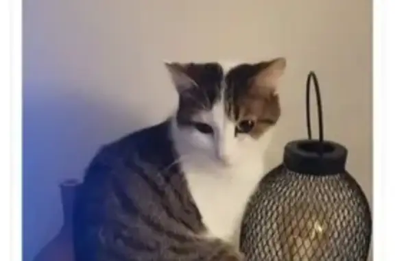 Animaux perdus Cognac, photo: Chatte Blanche et Tigrée Grise Disparue à Cognac