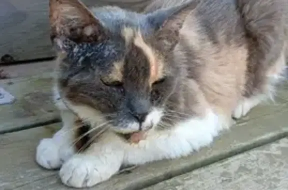 Animaux trouvés Cuers, photo: Chatte tricolore stérilisée trouvée à Cuers