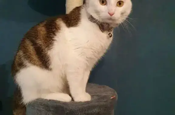 Animaux perdus Flers, photo: Chat 1 an perdu, blanc et tigré, Flers