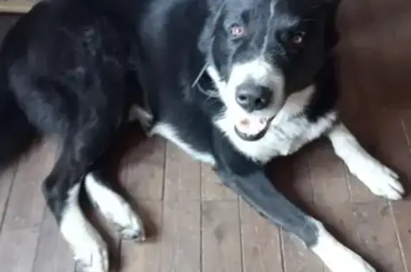 Chien trouvé près de la mairie à Lombez - photo