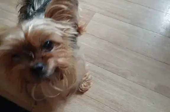 Chien perdu à Xonrupt-Longemer, Lotissement Fiés - photo