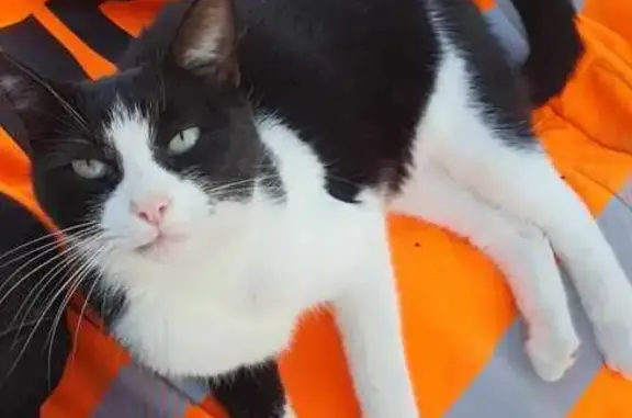Animaux trouvés , photo: Chat blessé trouvé à Champdivers, cherche propriétaire