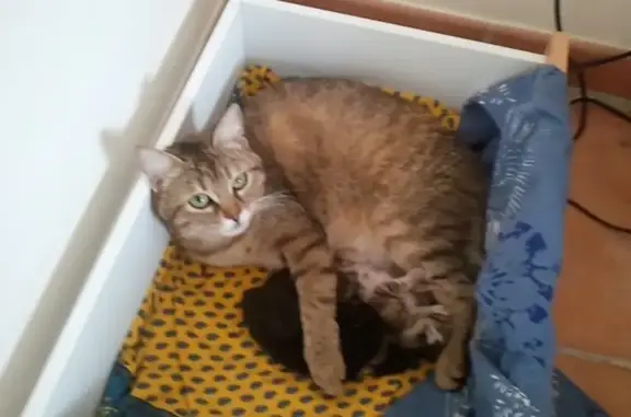 Chatte perdue le 6 juillet à Vence - photo