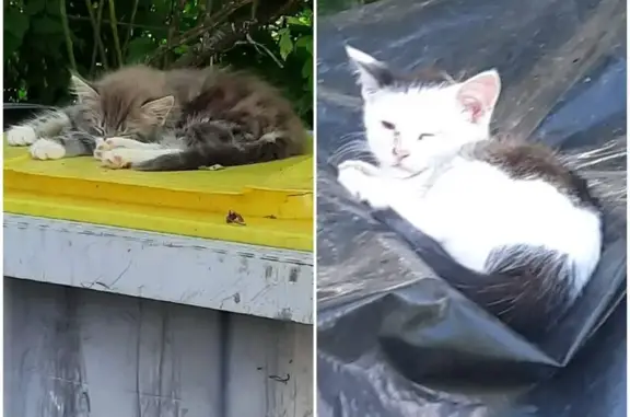 Animaux trouvés , photo: Deux chatons trouvés rue Saint-Hubert en avril