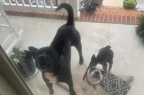 Missing Dogs: Black & White in Gaffney Area