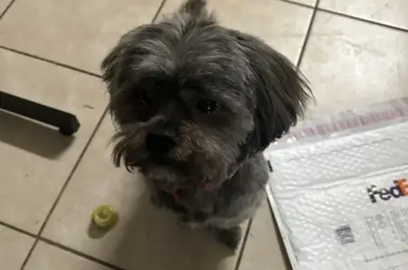 Missing Support Shih Tzu in Canton, MS