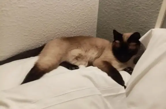 Chat perdu, Réalville, photo: Aidez à retrouver Biscotte, chatte siamoise