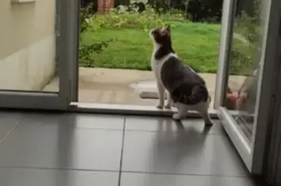 Chat perdu, Juvisy-sur-Orge, photo: Chatte tigrée blanche disparue à Juvisy