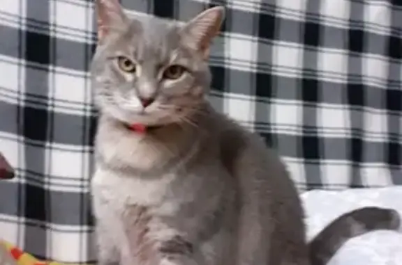 Animaux perdus Bessèges, photo: Chatte grise perdue à Bessèges depuis 22/05