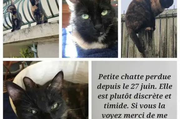 Chat perdu, Pauillac, photo: Chatte écaille 2 ans disparue à Pauillac