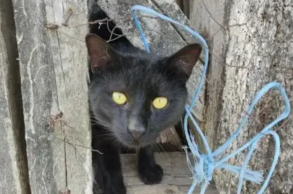 Chat noir européen trouvé à Layrac, craintif - photo
