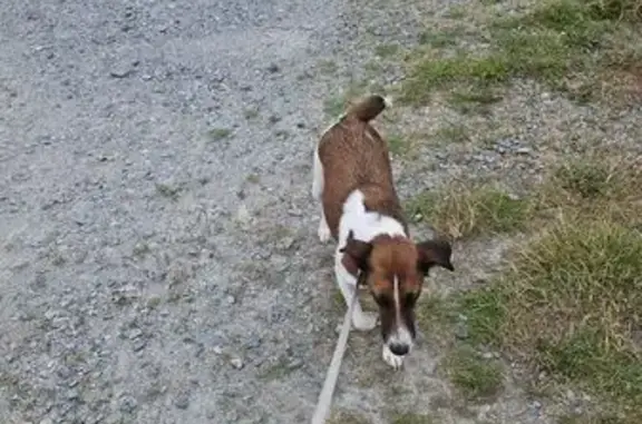Jack Russel femelle trouvée à Vigneux-de-Bretagne - photo