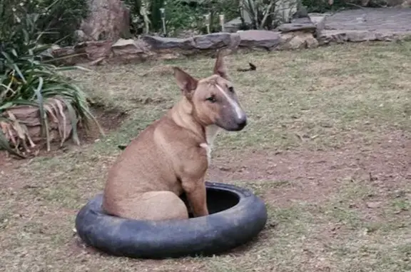 Lost Bull Terrier Puppy - Brown & White, Krugersdorp