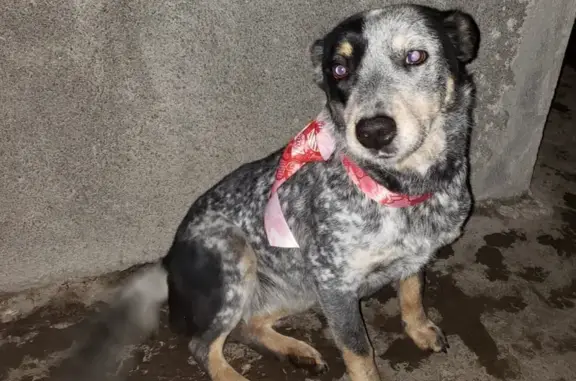 Perros perdidos, , foto: Blue Heeler Perdida en San Nicolás - ¡Ayuda!