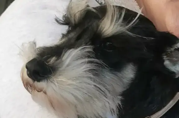 Lost Female Mini Schnauzer in Pretoria