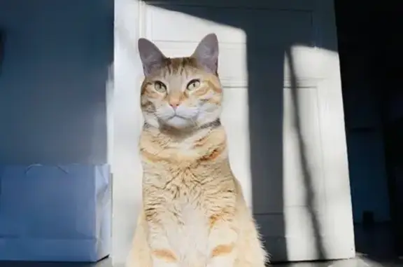 Chat perdu, Saint-Pardoux-la-Rivière, photo: Chat roux O’Maley perdu à Saint-Pardoux