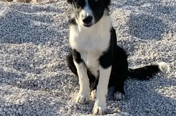 Chien perdu , photo : Chien perdu : Border Collie 6 mois à Aubenas