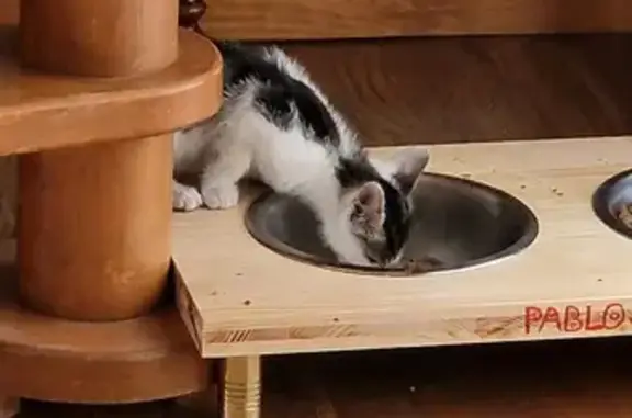 Chaton trouvé près du restaurant le Koki - photo