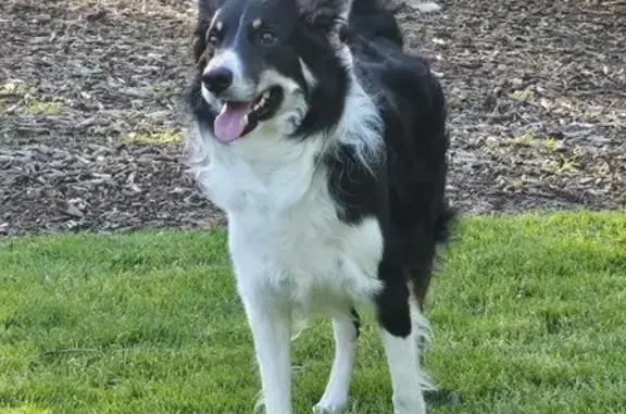 ¡Ayuda! Border Collie Tricolor Perdido en Madrid