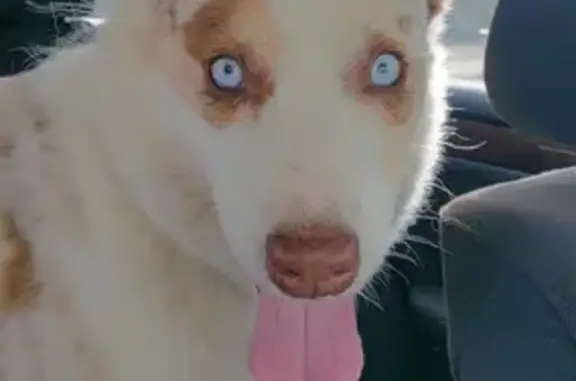 Chien trouvé , photo: Berger australien aux yeux bleus trouvé rue Joly