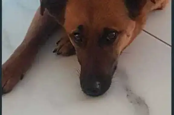 Lost Sable Africanas Dog in Cape Town