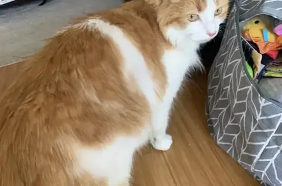 Animaux perdus Arcueil, photo: Chat roux et blanc perdu à Arcueil