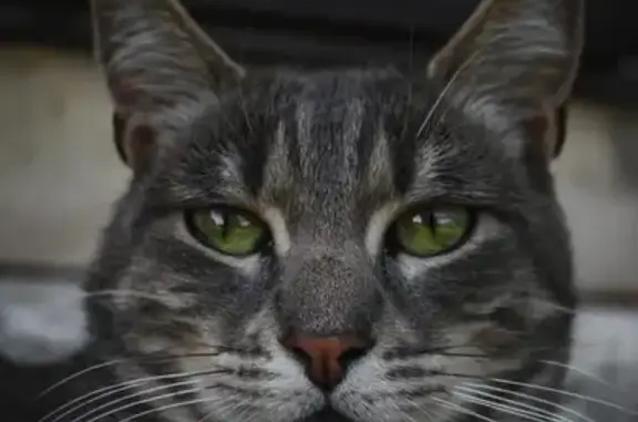 Animaux perdus , photo: Chat gris tigré perdu à Rosay-sur-Lieure