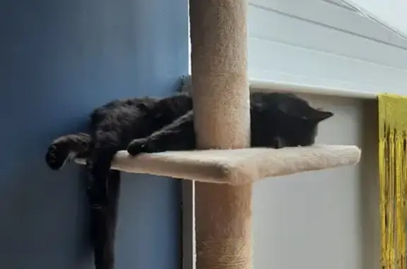 Missing Black Cat: Last Seen June 25, Anlaby Rd