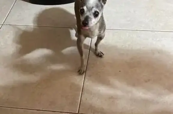 Perro Chihuahua Gris Perdido en San Nicolás