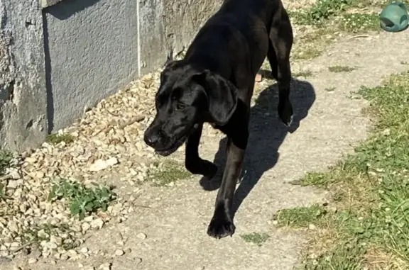 Chienne noire trouvée à Montbarrois - photo