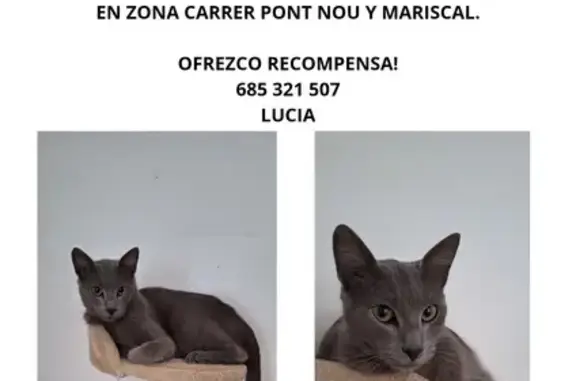 Pelusa Perdido: Gato Gris Chip y Castrado