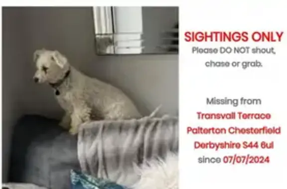 Missing White Bichon-Poodle in Palterton