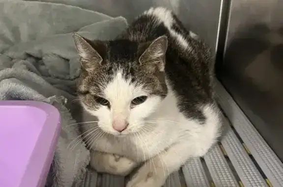 Chat trouvé Rue Marguerite Renaudin, Sceaux - photo