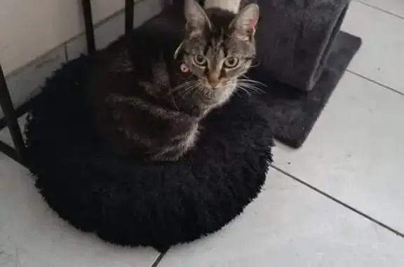Chat perdu à Vire : Bella, 2 ans, tigrée - photo