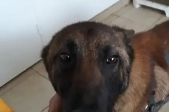 Chien perdu Meung-sur-Loire, photo : Chien Malinois mâle sociable perdu à Meung