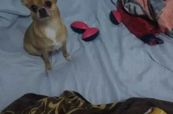 Perros perdidos, , foto: Perro Perdido: Chihuahua/Pomeriano en Mexicali