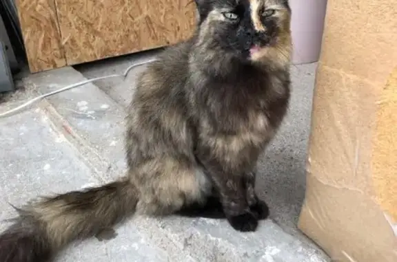 Chat maigre et sociable trouvé à La Plaine - photo