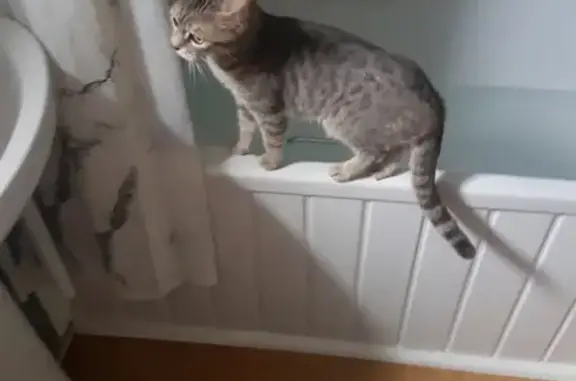 Lost Silver Tiger Cat in Spring Valley Court