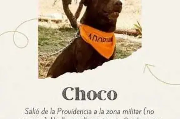 Animales perdidos , foto: ¡Perro Perdido en Puebla! Info en el Cartel