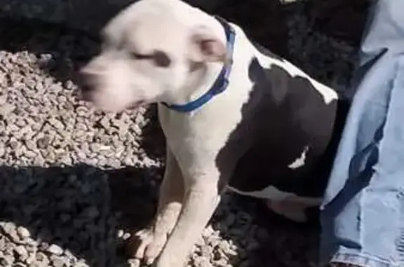 Lost Bully Pitbull: BAM BAM, Medical Service Dog