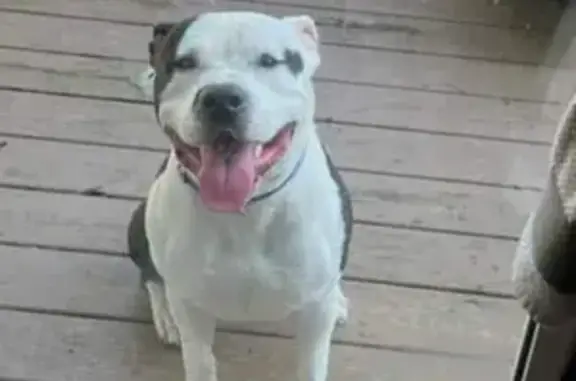 Lost Bully Pitbull: BAM BAM, Medical Service Dog