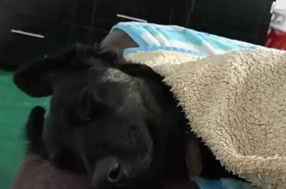Animales perdidos , foto: Perro perdido: Perrita negra cerca de Soriana Actopan