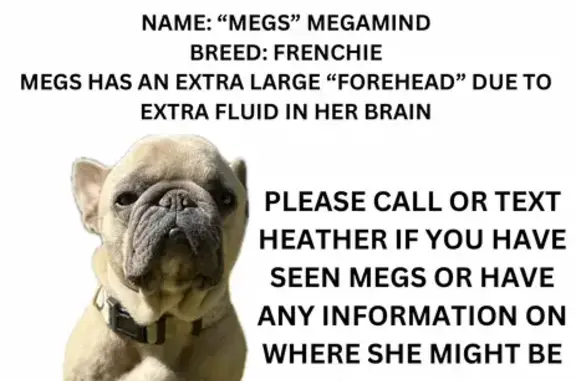 Missing Tan Female French Bulldog in Cloverdale