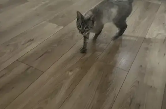 Chat gris opéré trouvé à Boucau, Impasse Camus - photo