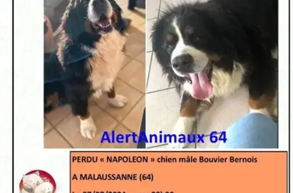 Chien perdu , photo : Chien perdu à Malaussanne, route de Bourg