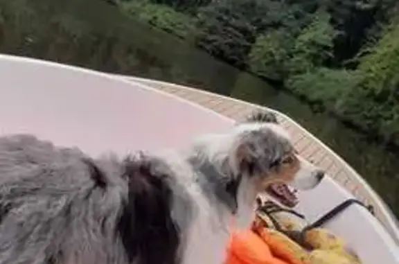 Chien perdu : Jimi, berger australien, Jouques - photo