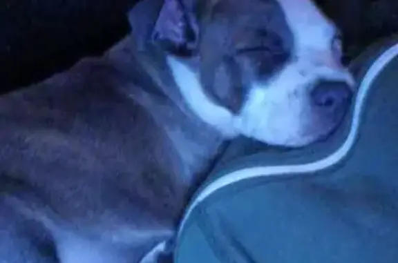 Chiot trouvé sans collier à Saint-Quentin - photo