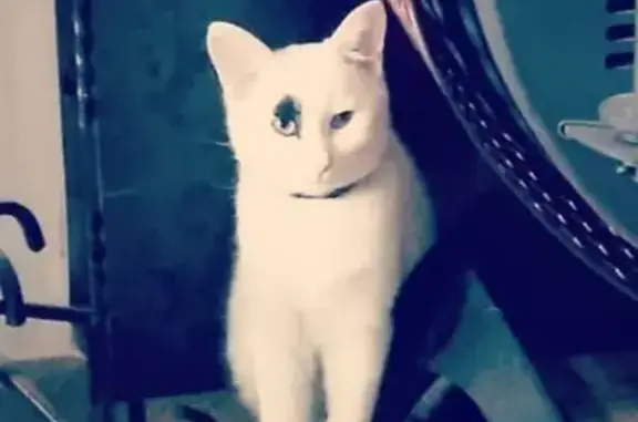 Chat perdu, , photo: Chat blanc et noir perdu à Loubeyrat