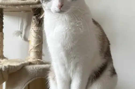 Animaux perdus Orléans, photo: Chat perdu : Rostï, 4 ans, Orléans, Faubourg Bannier